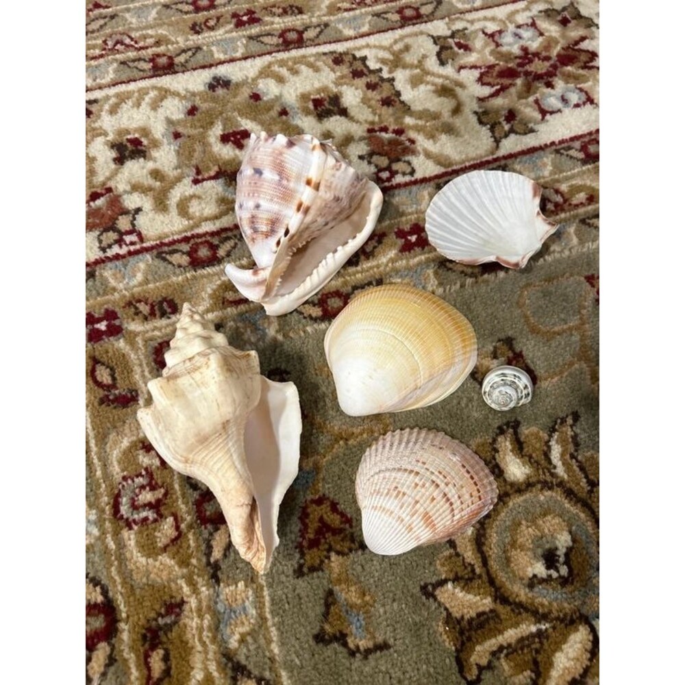 Beach Shell Lot (7) includes Conches - Picture 2 of 8